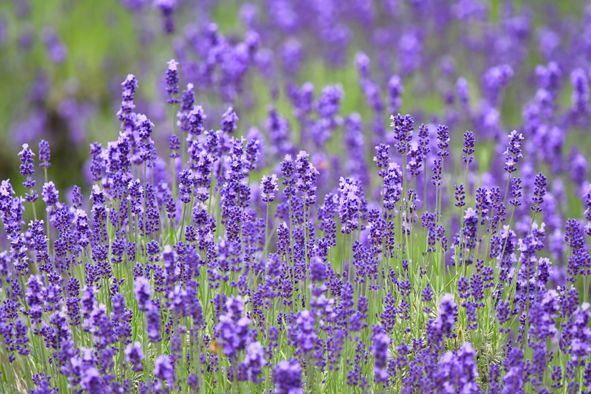 アロマセラピーの効果って？　②成分の薬理作用